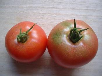 tomato17-1.JPG