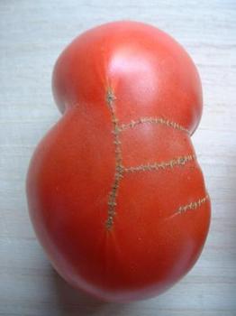 tomato18.JPG