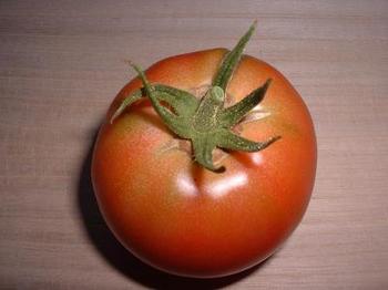 tomato24-1.JPG
