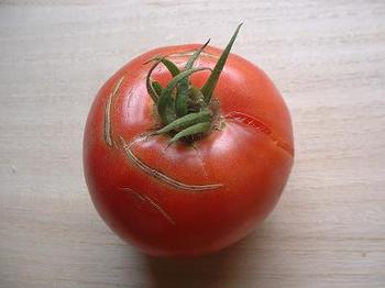 tomato7-2.JPG