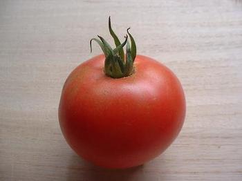 tomato8-2.JPG